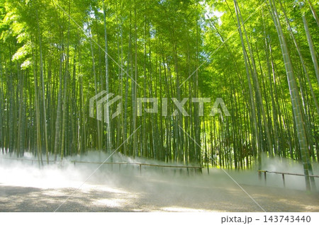 新緑の竹林 新緑の竹林 143743440