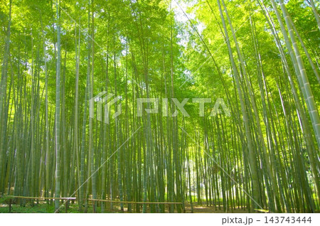 新緑の竹林 新緑の竹林 143743444