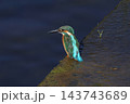 かわせみ 143743689