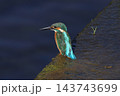 かわせみ 143743699