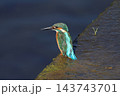 かわせみ 143743701