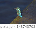 かわせみ 143743702