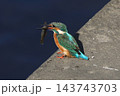 かわせみ 143743703