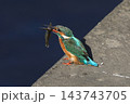 かわせみ 143743705