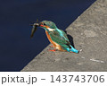 かわせみ 143743706