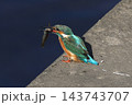 かわせみ 143743707