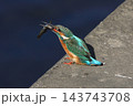 かわせみ 143743708