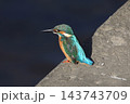 かわせみ 143743709