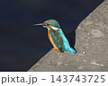 かわせみ 143743725