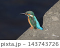 かわせみ 143743726