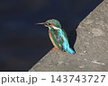 かわせみ 143743727