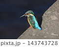 かわせみ 143743728