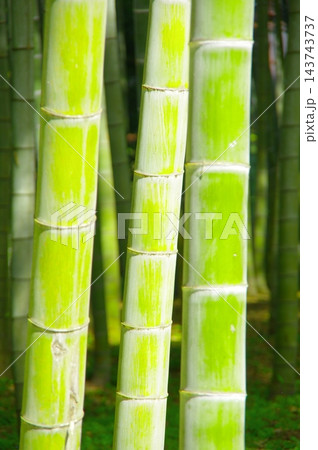 新緑の竹林 新緑の竹林 143743737