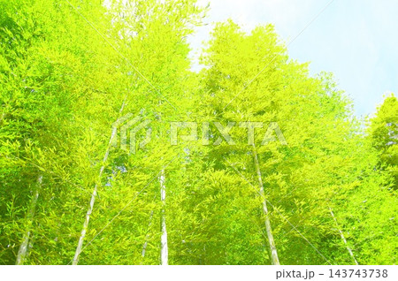新緑の竹林 新緑の竹林 143743738