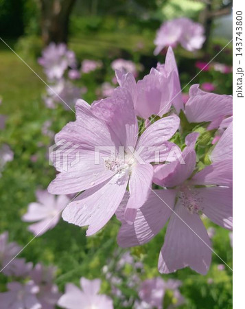Beautiful pink musk mallow flowers blooming in a sunny garden Beautiful pink musk mallow flowers blooming in a sunny garden 143743800