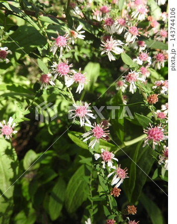 キク科の花 アスターの園芸品種「レディインブラック」 キク科の花 アスターの園芸品種「レディインブラック」 143744106