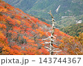 剣山　彩る紅葉　日本百名山 143744367