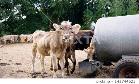 Dairy cows drinking water from mobile tank on farm Dairy cows drinking water from mobile tank on farm 143744623