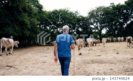 Farmer herding dairy cows across dry pasture 143744624