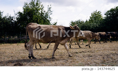 Brown cow walking across dry pasture land 143744625