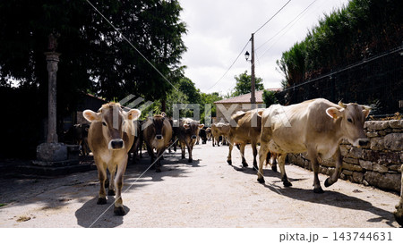 Dairy cows walking on rural village road Dairy cows walking on rural village road 143744631