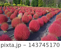赤く色づいた「コキア」 143745170