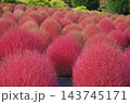 赤く色づいた「コキア」 143745171