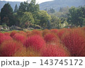 紅葉した「コキア」 143745172