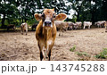 Dairy cow with ear tag in rural farm 143745288