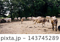 Dairy cows grazing on a farm pasture 143745289