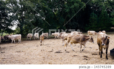 Dairy cows grazing on a farm pasture 143745289