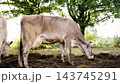 Dairy cows grazing on a farm pasture 143745291