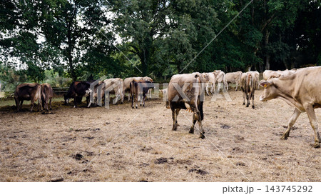 Dairy cows grazing on a dry field in rural farm Dairy cows grazing on a dry field in rural farm 143745292