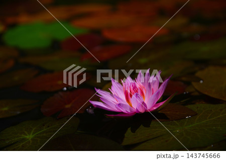 神秘的なスイレンの花 143745666