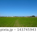 収穫後に切り株から若草生える首都圏の秋の田んぼ風景 143745943