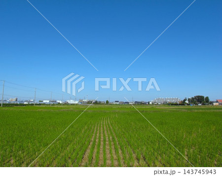 収穫後に切り株から若草生える首都圏の秋の田んぼ風景 収穫後に切り株から若草生える首都圏の秋の田んぼ風景 143745943