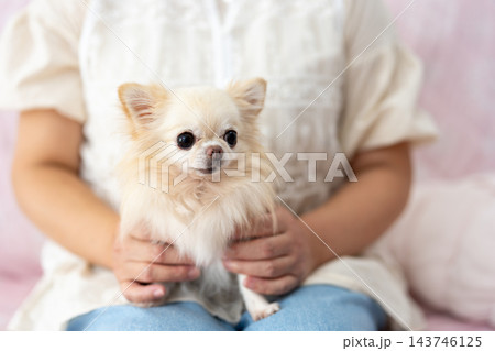 飼い主の女性に抱っこされる可愛いチワワ 143746125