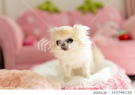 ピンクのソファでくつろぐ可愛いチワワ ピンクのソファでくつろぐ可愛いチワワ 143746139