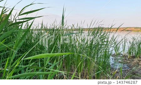 Dense green reeds along a calm lake shoreline Dense green reeds along a calm lake shoreline 143746287