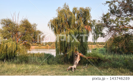 Large weeping willow beside a lake with reeds and fallen wood Large weeping willow beside a lake with reeds and fallen wood 143746289