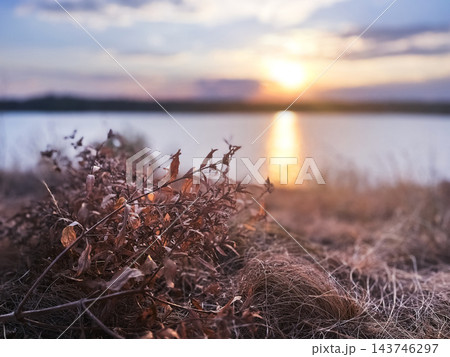 Dry lakeside plants in the warm glow of sunset 143746297