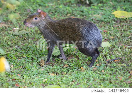 Agouti standing on grassy ground showing side profile, mottled brown and gray fur, short legs, alert posture, natural daylight park setting, close view of body texture and snout 143746406