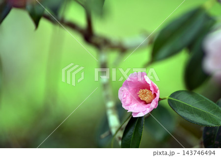 椿の花がが咲き始めました 椿の花がが咲き始めました 143746494