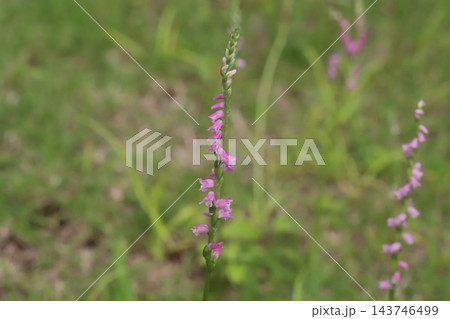 春の野原でピンク色の小さな花びらをらせん状に咲かせるネジバナの花 春の野原でピンク色の小さな花びらをらせん状に咲かせるネジバナの花 143746499