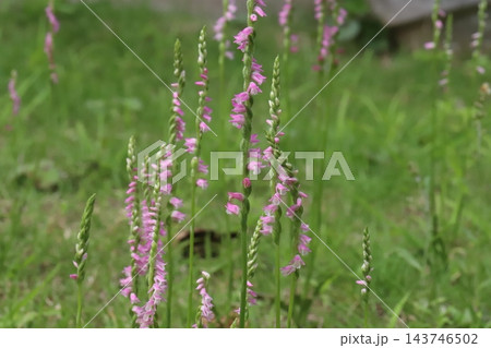 春の野原でピンク色の小さな花びらをらせん状に咲かせるネジバナの花 143746502