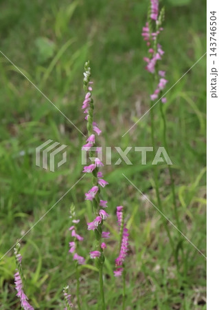 春の野原でピンク色の小さな花びらをらせん状に咲かせるネジバナの花 春の野原でピンク色の小さな花びらをらせん状に咲かせるネジバナの花 143746504
