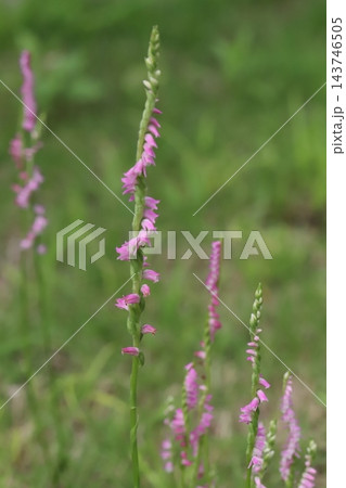 春の野原でピンク色の小さな花びらをらせん状に咲かせるネジバナの花 143746505
