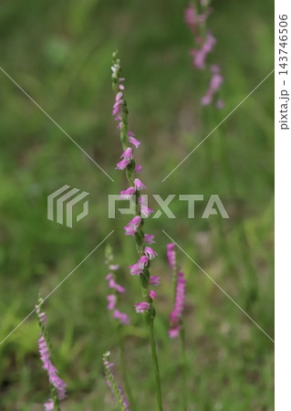 春の野原でピンク色の小さな花びらをらせん状に咲かせるネジバナの花 143746506