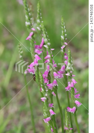 春の野原でピンク色の小さな花びらをらせん状に咲かせるネジバナの花 春の野原でピンク色の小さな花びらをらせん状に咲かせるネジバナの花 143746508