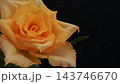 漆黒の背景と黄色いバラのクローズアップ、みずみずしい花びら 143746670